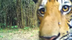 tigar