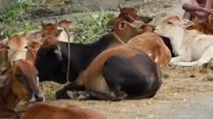 আসামে মরিগাঁও জেলায় রাস্তার উপর কিছু গরু ও মানুষ ১৭ই জুলাই ২০২০