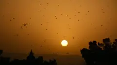 کوئٹہ، ٹڈی دل، پاکستان