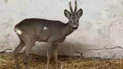 Косуля