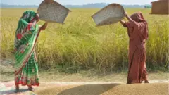 ধান ওড়াচ্ছেন নারীরা