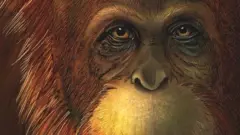 Reconstrucción artística del simio.