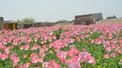 افغانستان