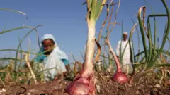 வெங்காயமும் விவசாயியும்