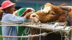 Peternak mengikat sapi miliknya yang dijual di Pasar Hewan Singosari, Malang, Jawa Timur, Jumat (13/5/2022).