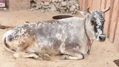 જ્યારે બળદે બે સિંહને ભગાડ્યા