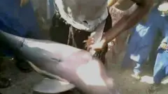 انڈس ڈولفن