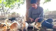 কাফর নাবলে এখন মানুষের চেয়ে বিড়াল অনেক বেশি