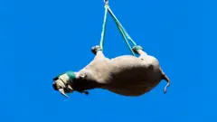 Un rinoceronte siendo transportado boca arrib colgando de un helicóptero