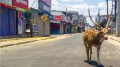 TOPSHOT - A wild deer, from a herd used to mingle with and be fed by the local population, roams in a deserted street during a government-imposed nationwide lockdown against the COVID-19 coronavirus, in the port city of Trincomalee on March 31, 2020. (Photo by STR / AFP) (Photo by STR/AFP via Getty Images)
