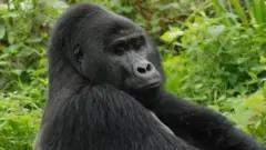 UGANDA WILDLIFE AUTHORITY
