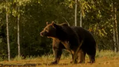 Picture of Arthur the brown bear