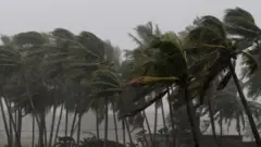 புயலால் அசையும் மரங்கள்.