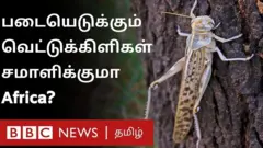 கோடிக்கணக்கில் வெட்டுக்கிளிகள்; வானிலிருந்து தூவப்படும் மருந்து: ஆஃப்ரிக்கா எப்படி கையாள்கிறது?