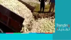 دفن صيصان حية في إيران بسبب انخفاض الأسعار والعقوبات الاقتصادية