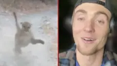 Puma u desnom uglu, u levom momak koga je napala