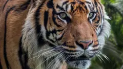 harimau sumatera, konflik harimau manusia, aceh