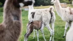 Llamas (c) University of Reading