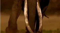 யானை