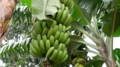 ካብ ሙዝ ዝተጾምቀ ቢራ