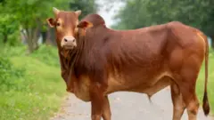 বিদেশি জাতের গরু পালন বাড়ায় কমছে দেশি গরুর জাত