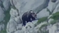 இரண்டு கரடிகளுக்கு இடையிலான கடும் சண்டை