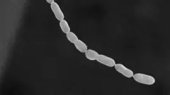 Bacterium
