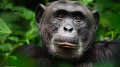 வனவிலங்கு