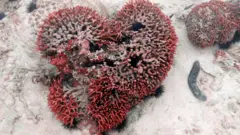 Korali u obliku srca