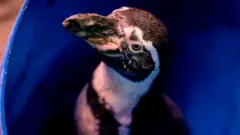 बर्ड फ्लू, कोरोना, आरोग्य