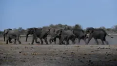gajah, botswana, berburu