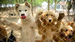 北京民間組織No Dogs Left Behind收容所內的獲救寵物犬（22/6/2020）