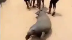 Area boys wey gbab Sea Lion for Nigerian community