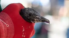 A rescuer handles a cormorant chick