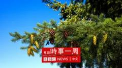 松果