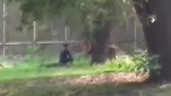 शेर