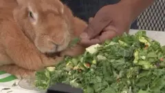 A ƙarshe dai matar ce ta yi nasara bayan da ta cinye kilo 1.5 na latas din yayin da shi kuma zomon ya kasance cikin rashin sha’awar cin ganyen a ranar da aka yi.
