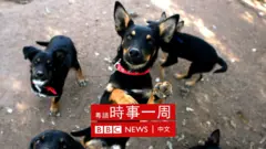 牧羊犬
