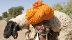 ઘેટાંમાં વાઇરસ ગુજરાત