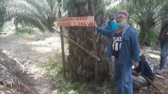 Tanah adat Modang Long Wei ditanami pohon kelapa sawit.