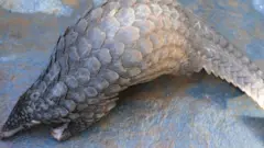 বনরুই