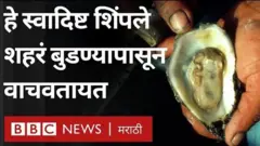 शिंपले