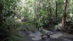අවශේෂ වනාන්තර