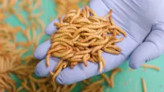 کیڑے