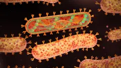 virus Marburg