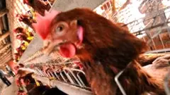 বাংলাদেশ প্রাণিসম্পদ গবেষণা ইন্সটিটিউটের তথ্য অনুযায়ী, বর্তমানে দেশের পোলট্রি মার্কেটে আকার ৩৫ হাজার কোটি টাকার বেশি।