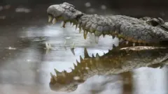 குஜராத் வெள்ளம்: நகர வீதிகளில் உலாவும் முதலைகள்