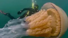Медуза