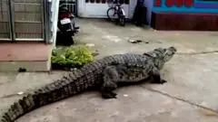 થમ્બનેલ
