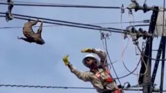 Homem pendurado em poste tenta resgatar preguiça que está em cima de fio elétrico